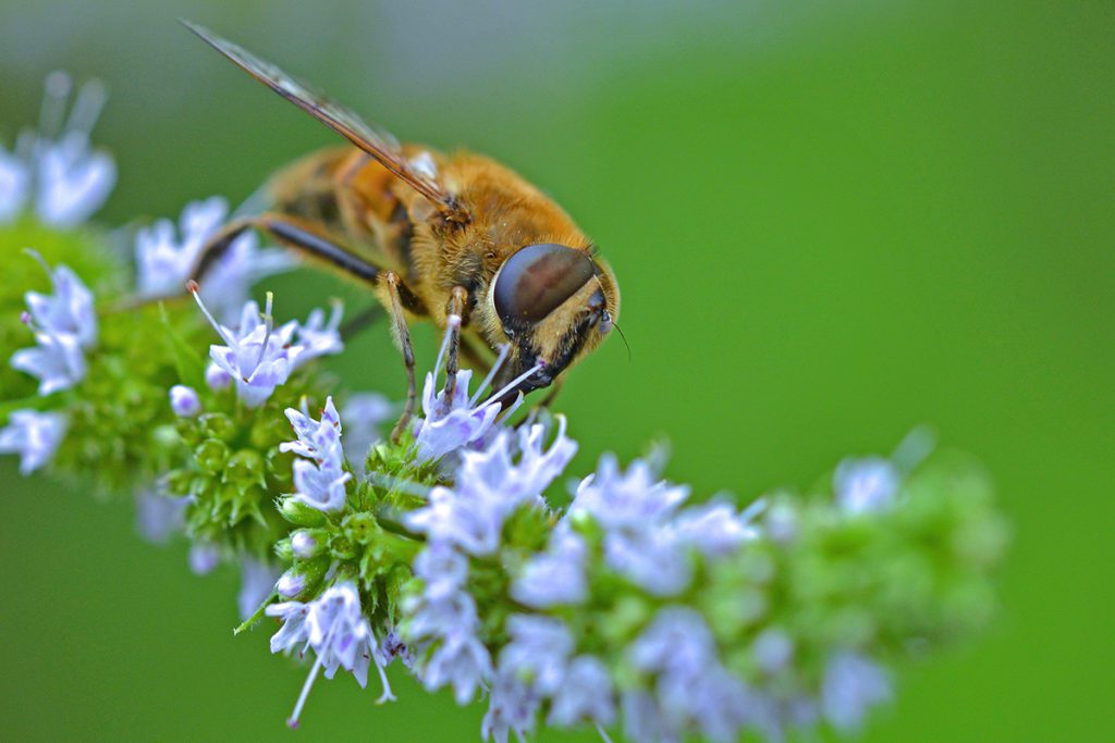 EARTHTALK THE BEES IN THE GRASS My Backyard News