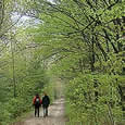 Two people walking down a woods road