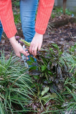 A PRUNING dc8169c9-f2d2-4428-8d62-69997e514bd7