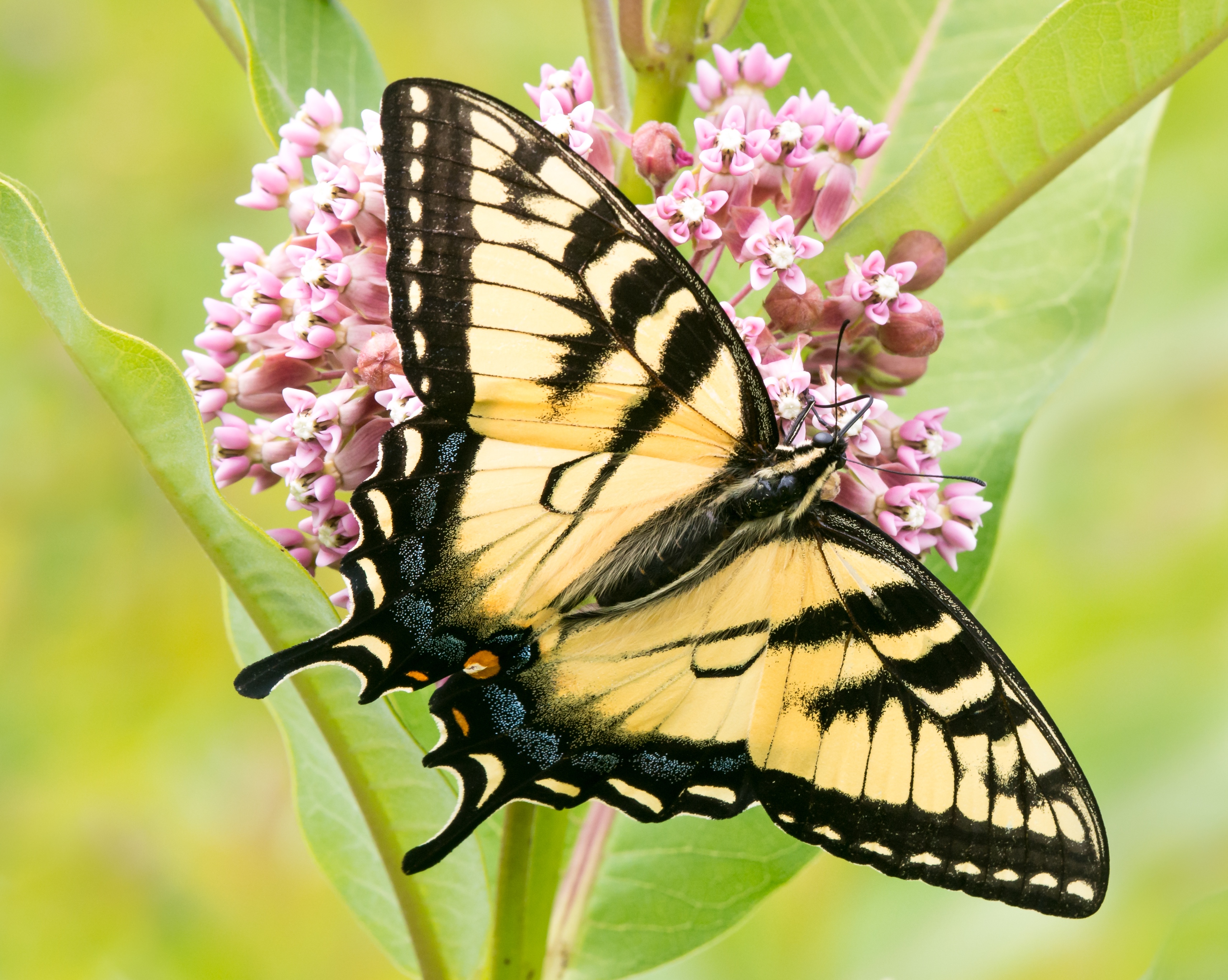 Eastern Tiger Swallowtail on Purple Flower