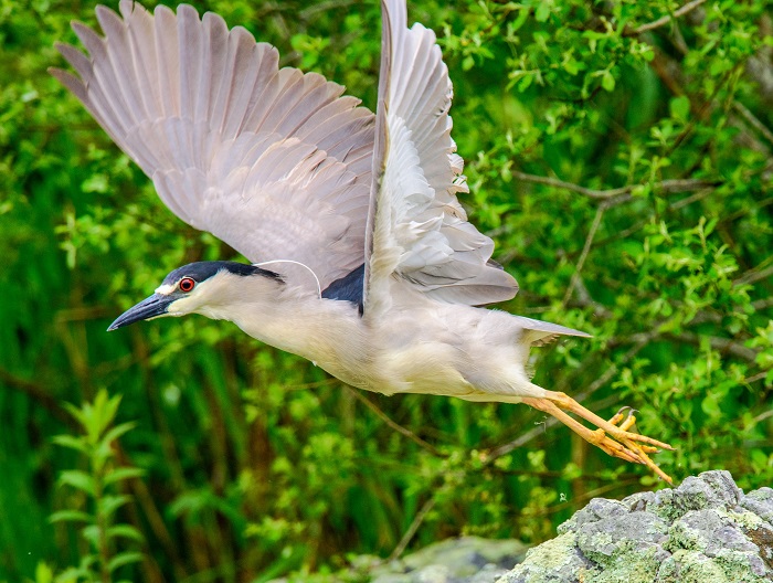 B AUD Black-crowned Night Heron by Ed Hughes