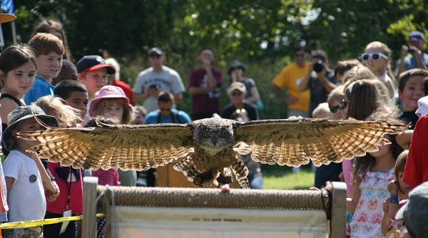 B AUDUBON European Eagle Owl at Audubon Raptor Weekend by Hope Foley