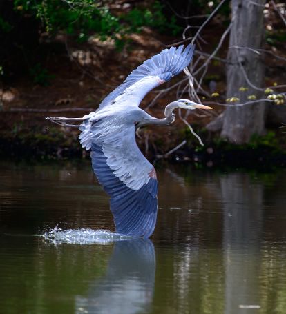 B AUDUBON GreatBlueHeronbyEdHughes