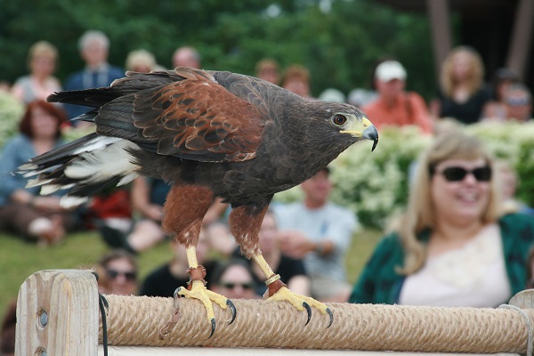 B AUDUBON Harris's Hawk at Audubon Raptor Weekend by Hope Foley