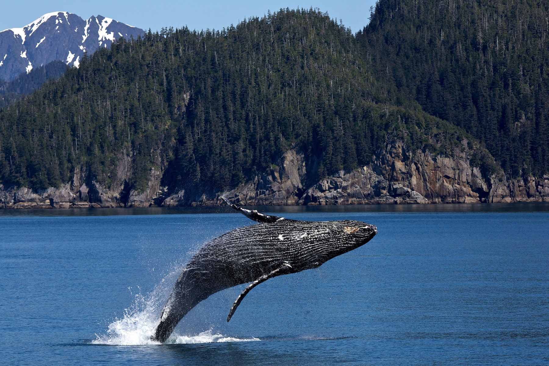 B EARTH TALK gray-whale