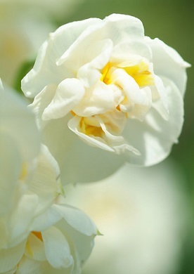 B FLOWER NARCISSUS BRIDAL CROWN