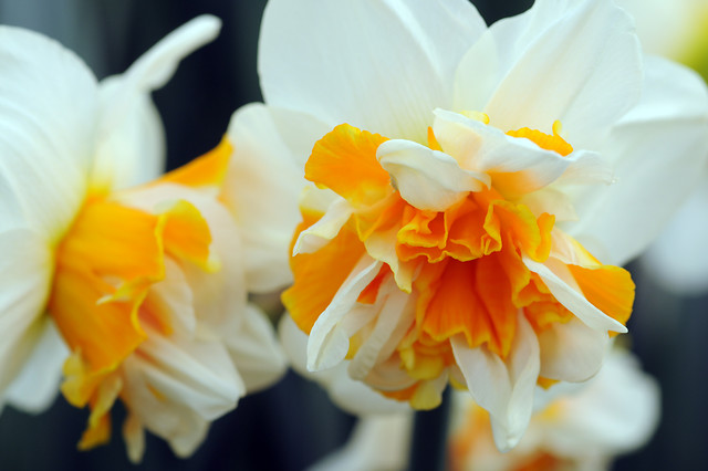 B FLOWER NARCISSUS PEACH SWIRL 30f6b81d-cec6-4bc3-85e3-1c20ced37434