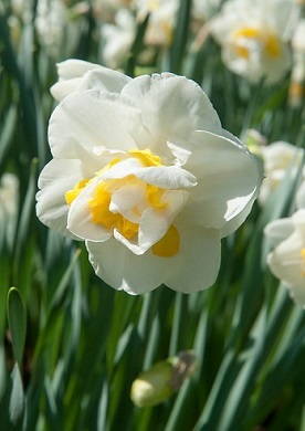 B FLOWER NARCISSUS UNIQUE