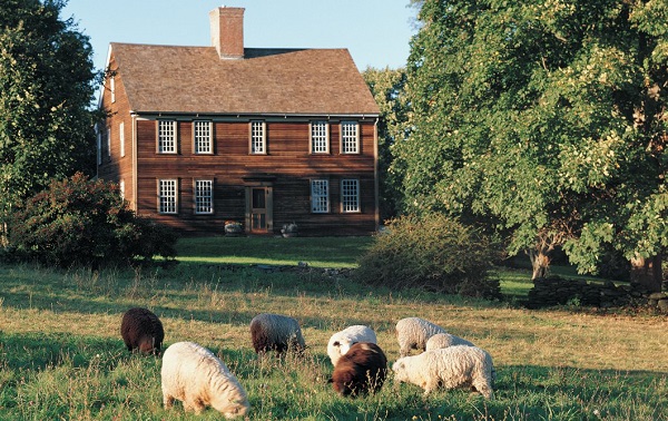 B JAMESTOWN Sheep_grazing_-_1060_x_669