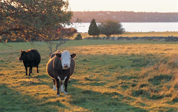 B JAMESTOWN Sunset_Cows_-_1060_x_669