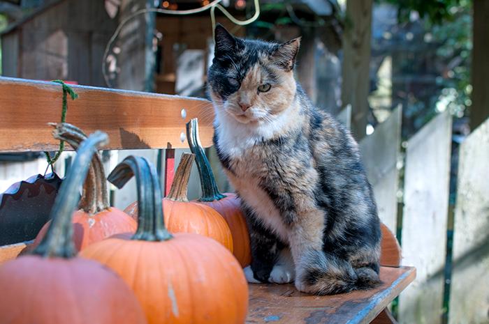 B WINSLOW CAT Winslow Halloween 2018 Turtle