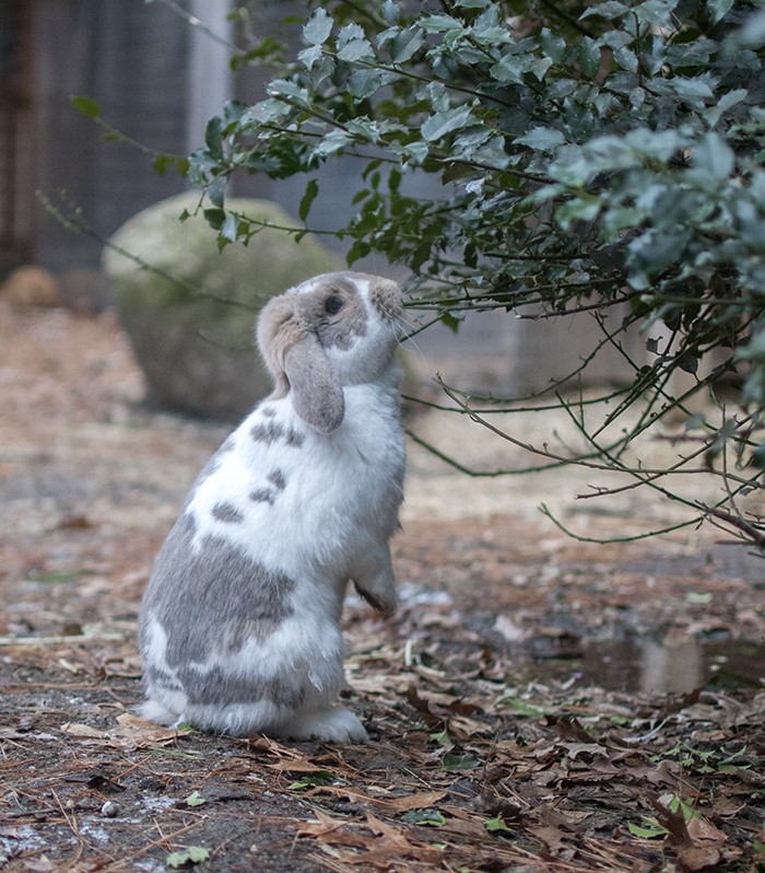 B WINSLOW winslow bunny