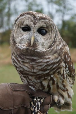 C AUD Audubon'sAvianAmbassadorBarredOwl