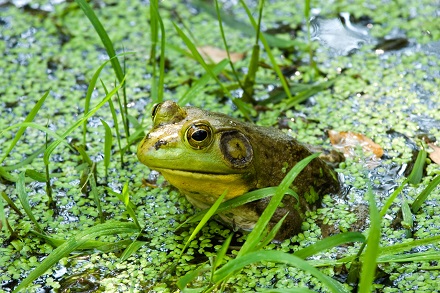 Bring the brood to the Audubon Environmental Education Center to explore the wetland habitat of frogs, turtles and other creatures during "Species Spotlight" on May 17, 2008, at 1:00 p.m. Photo credit Hali J. Sowle