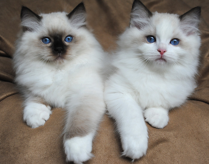 c-cat-show-ragdollkittens