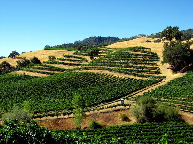 C CCCC Vineyards_in_Alexander_Valley Joe Cizynski