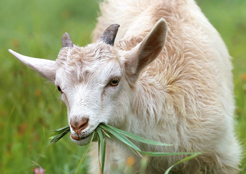 C Goat clearing land