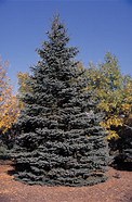 D ARBOR th