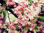 D BVT CHERRY clip_image004