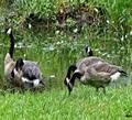 D BVT GEESE lip_image008
