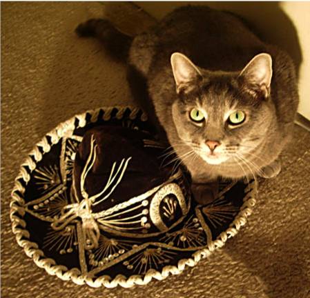 D CAT cincomeow