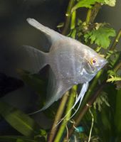 D FISH 2