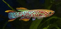D FISH 3