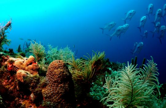 D OCEAN Coral-Reef_NOAA