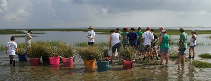 D PAW GRANT PLANT GBF_marsh-mania_jowoodrow_tpwd