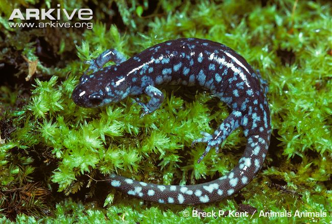 E ATTLEBORO LAND TRUST blue-spotted-salamander