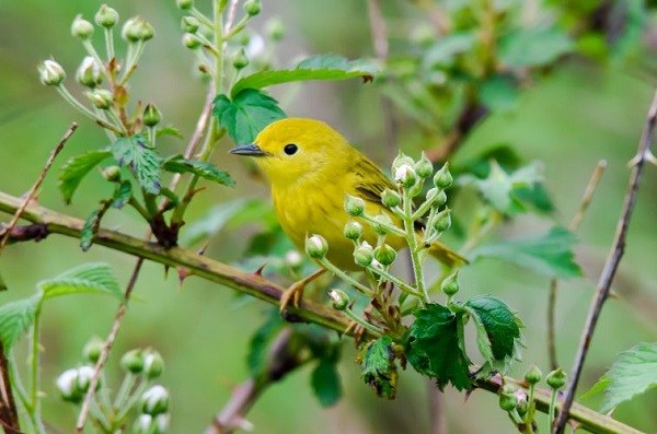 E AUD YellowWarblerbyEdHughes