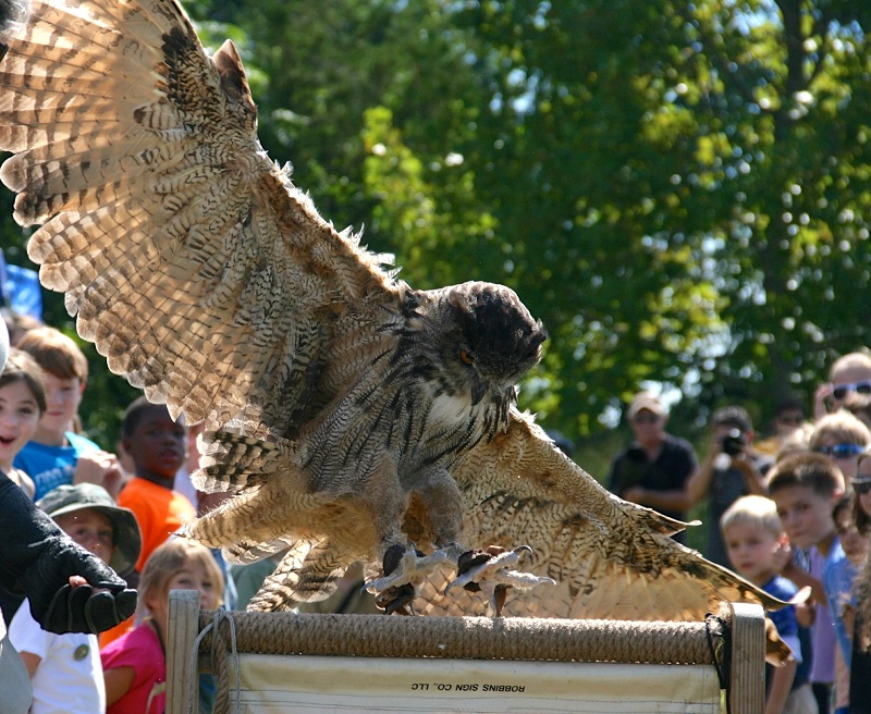 E AUDUBON European Eagle Owl 2 by Hope Foley