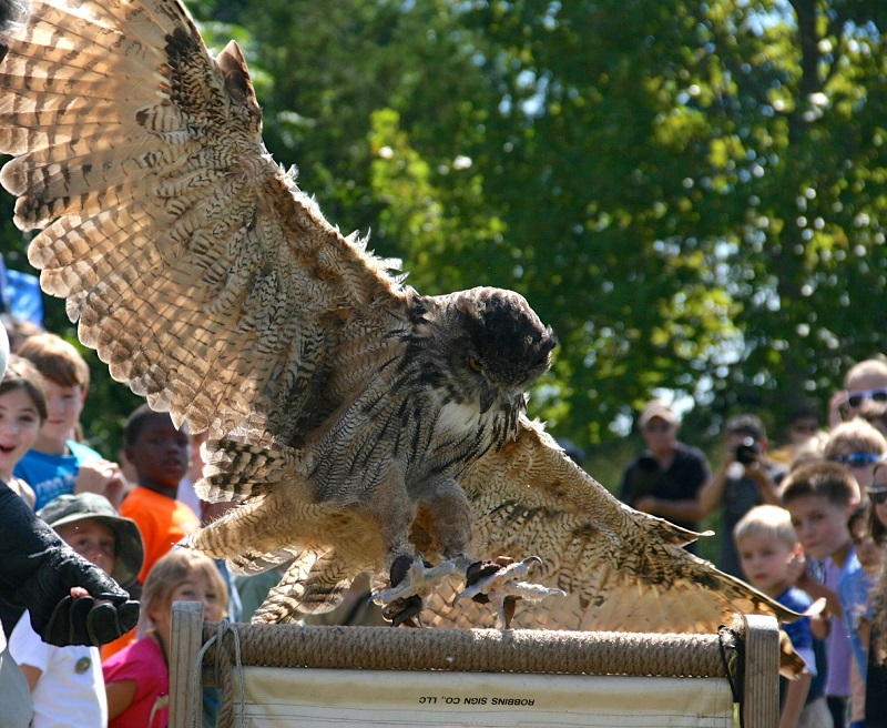 E AUDUBON European Eagle Owl 2 by Hope Foley