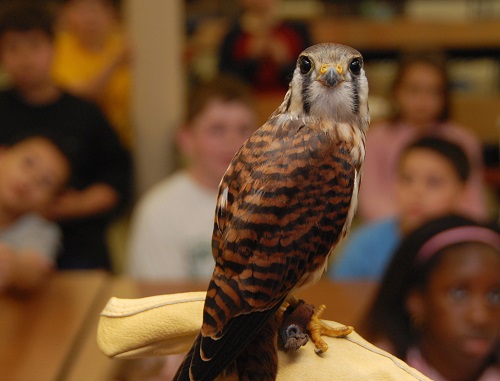 American Kestrel . Audubon Society of Rhode Island Submitted by Hope Foley ASRI. Photo credit Jessica Weinberg.