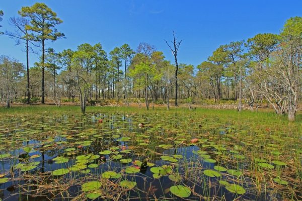 EARTHTALK AND AMPHIBIANS