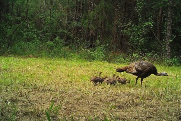 EARTHTALK: WILD TURKEY POPULATION