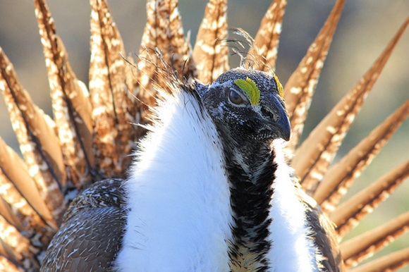 EARTHTALK: SAVING THE “SAGE BRUSH SEA”