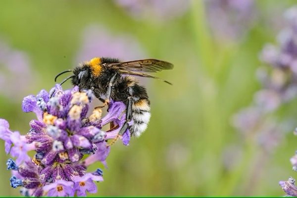 EARTHTALK: CELEBRATE POLLINATORS