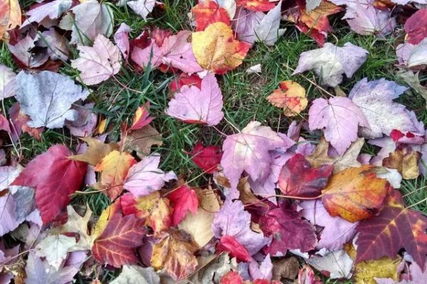 EARTHTALK: YOUR BACKYARD VEGETABLE GARDEN