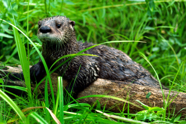 EARTHTALK: RIVER OTTERS