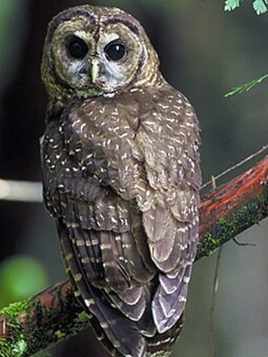 SPECIAL FORESTRY COMMISSION