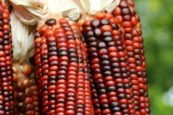 GRAIN FEST – PLIMOTH, MA – SPEND THE DAY