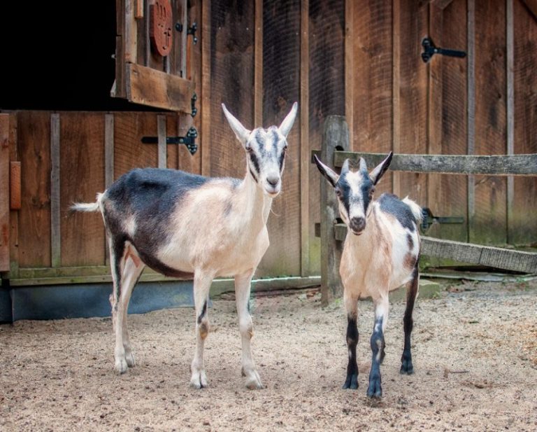 NEW GOATS AT WINSLOW FARM