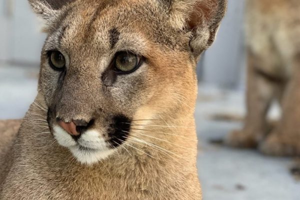 ECOTARIUM WORCESTER BIG CATS