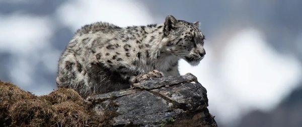 EARTHTALK: SUSTAINING WILDLIFE