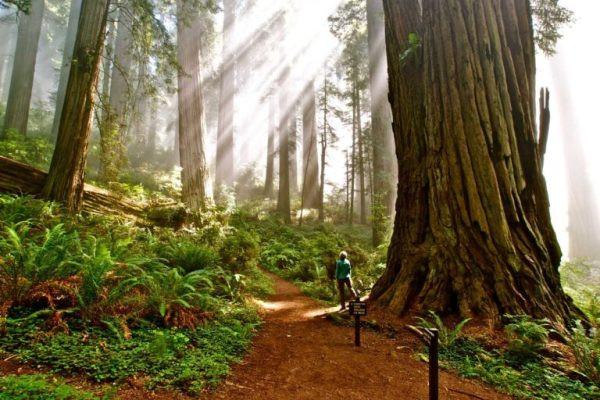 EARTHTALK: SEQUOIAS