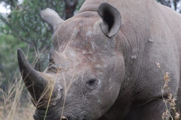 EARTHTALK: OUR RHINOS