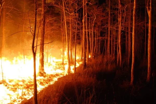 EARTHTALK: WILDFIRE MITIGATION