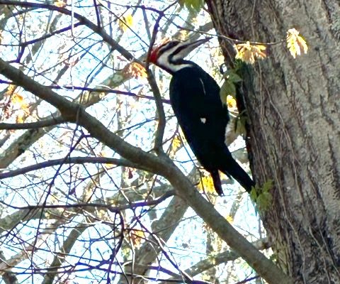 ATTLEBORO LAND TRUST