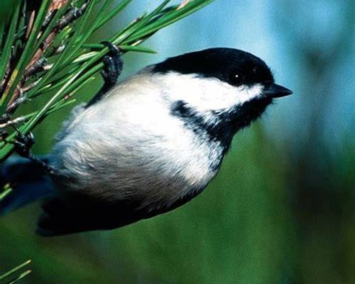 APRIL AUDUBON